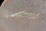 Fossil Shrimp (Peachocaris) Pos/Neg- Illinois #120954-2